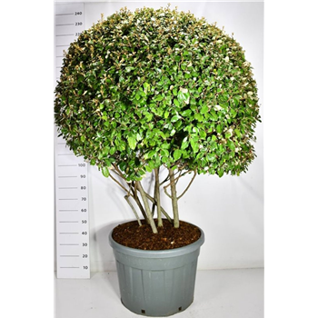 Elaeagnus x ebbingei F00006658