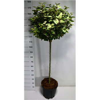 Elaeagnus x ebbingei 'Compacta' F00006424