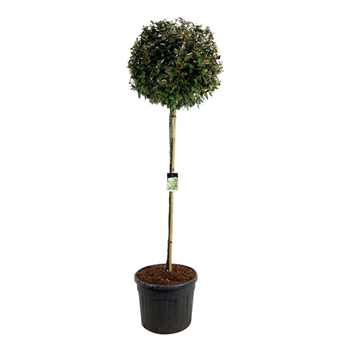 Elaeagnus x ebbingei 'Compacta' F00007114