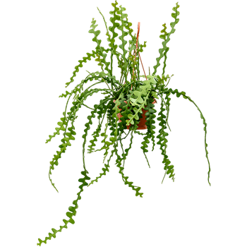 Epiphyllum anguliger 4EPANHA20