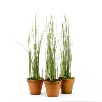 Equisetum hyemale F00004103
