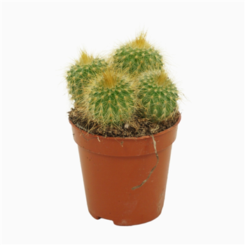 Eriocactus leninghausii F00001447