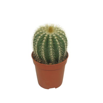Eriocactus warasii F00004586