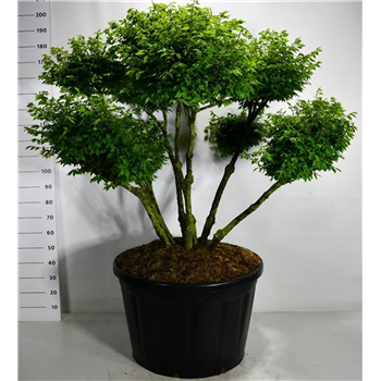 Euonymus alatus 'Compactus' F00006195