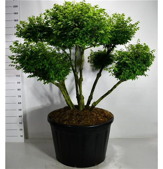 Euonymus alatus 'Compactus' F00006195