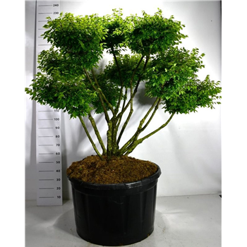 Euonymus alatus 'Compactus' F00006196