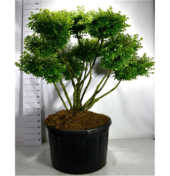 Euonymus alatus 'Compactus' F00006196