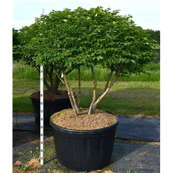 Euonymus alatus 'Compactus' F00006267