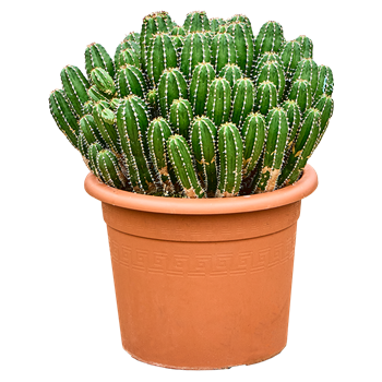 Euphorbia echinus 4EUECKK35