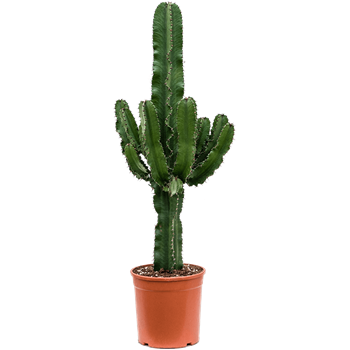 Euphorbia erytrea 4EUERKK71