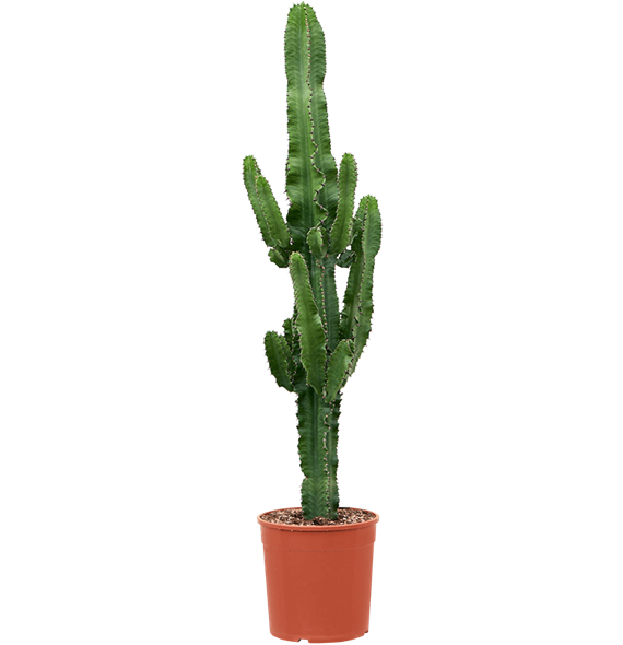 Euphorbia erytrea 4EUERKK28