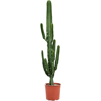 Euphorbia erytrea 4EUERKK38