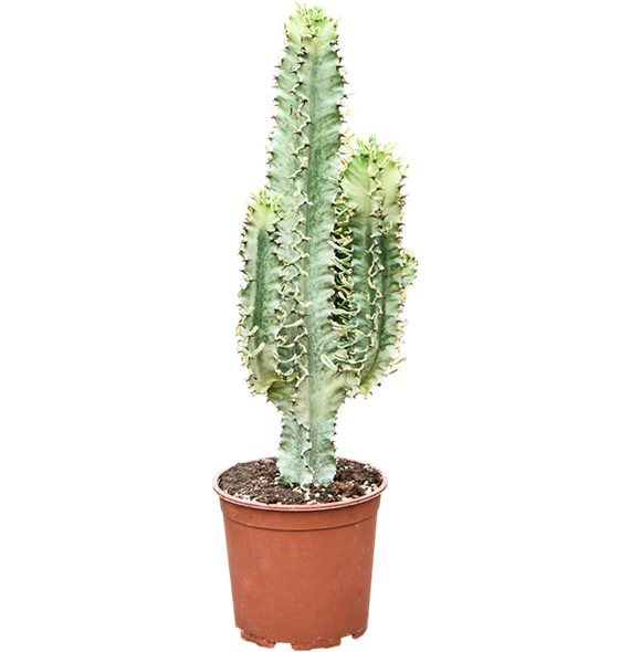Euphorbia erytrea 'Variegata' 4EUEVKK01