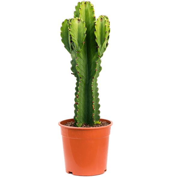 Euphorbia ingens 4EUINKK69