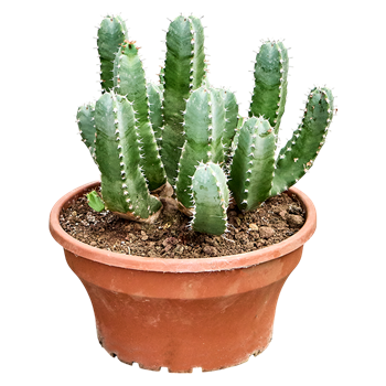 Euphorbia resinifera 4EUREKK16