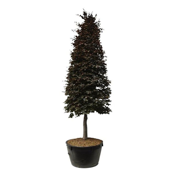 Fagus sylvatica 'Atropunicea' F00006896