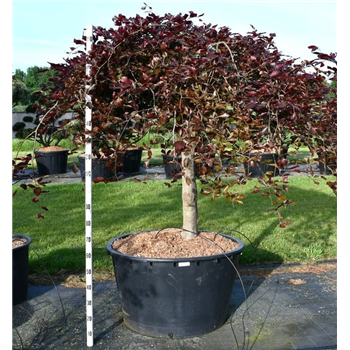 Fagus sylvatica 'Purpurea Pendula' F00006284