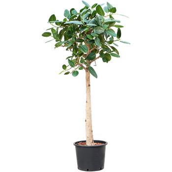 Fikus benghalensis 'Audrey' 1FIAURS32