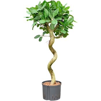 Fikus benghalensis 'Audrey' 1FIAUSS26