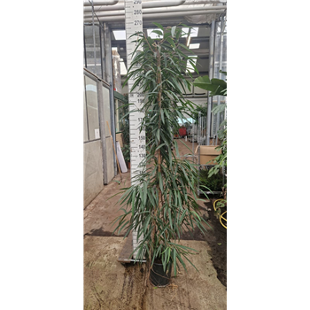 Fikus binnendijkii 'Alii' F00005872