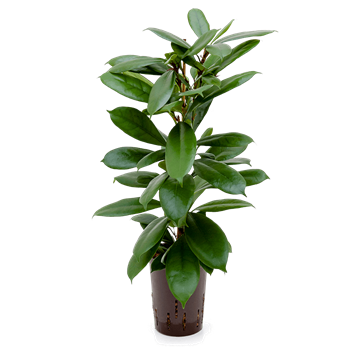 Fikus cyathistipula 1FICY1T05