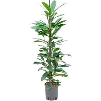 Fikus cyathistipula 1FICY1T10