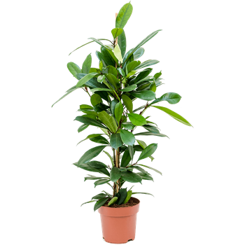 Fikus cyathistipula 4FICY1T21