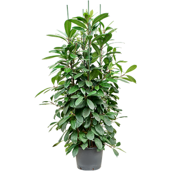 Fikus cyathistipula 1FICY4T38
