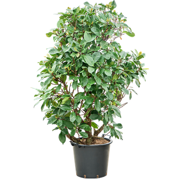 Fikus cyathistipula 4FICYVT50