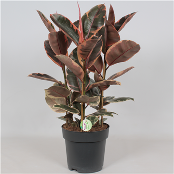 Fikus elastica 'Belize' F00001221