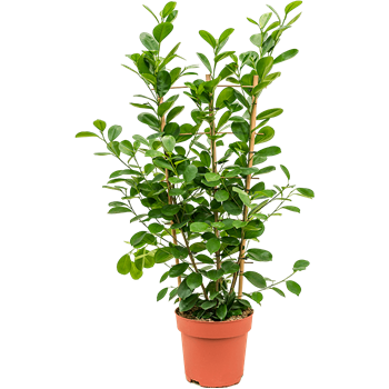 Fikus microcarpa 'Moclame' 4FIMOTU25