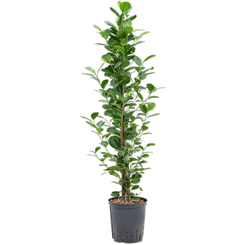 Fikus microcarpa 'Moclame' 1FIMO1T18