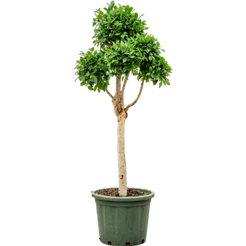 Fikus microcarpa 'Nitida' 4FINISS70