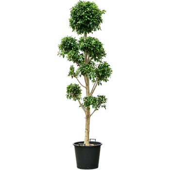 Fikus microcarpa 'Nitida' 4FINISS97