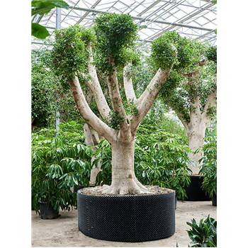 Fikus microcarpa 'Nitida' 4FINIVT50
