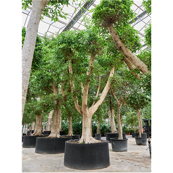 Fikus microcarpa 'Nitida' 4FINIVT45