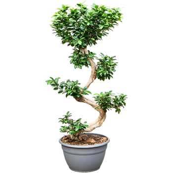 Fikus microcarpa Ginseng F00001234