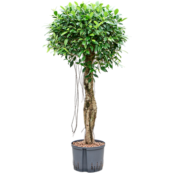 Fikus microcarpa ‘Nitida’ 1FINIGS18