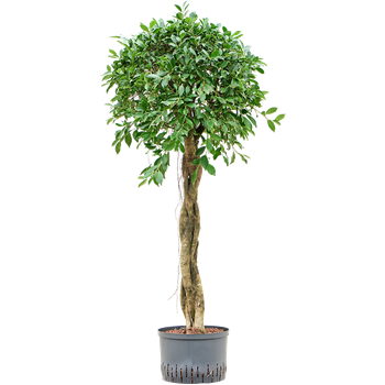 Fikus microcarpa ‘Nitida’ 1FINIGS24