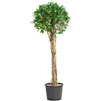 Fikus microcarpa ‘Nitida’ 1FINIRS19