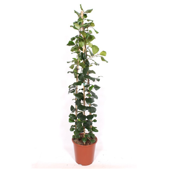 Fikus natalensis 'Trinova' F00005325