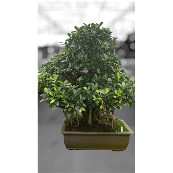 Fikus retusa F00007674