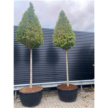 Ginkgo biloba 'Fastigiata Blagon' F00006255