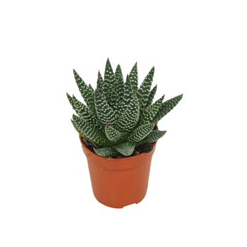Haworthia 'Royal Albert' F00001832