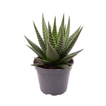 Haworthia Gasworthia F00001937