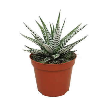 Haworthia fasciata 'Alba' F00004613