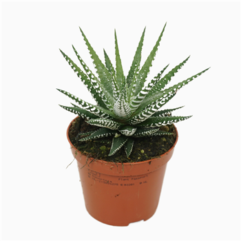 Haworthia fasciata 'Big Band' F00001289