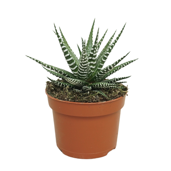 Haworthia fasciata 'Big Band' F00004617