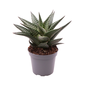 Haworthia limifolia F00001939