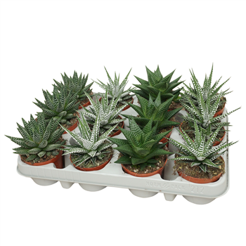 Haworthia fasciata mix F00004633